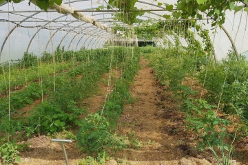 Les Jardins de Pompoko ou le maraîchage sur sol vivant