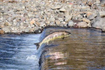 Grâce à la pierre et le béton, les poissons du Grand Est nagent dans le bonheur
