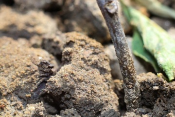 Nos conseils et nos outils pour vous aider à préserver votre jardin de la sécheresse !