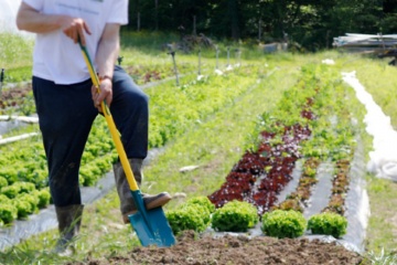 Comment préparer votre jardin potager pour le printemps malgré le confinement ?